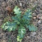 Silybum marianum List