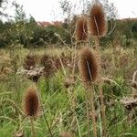 Dipsacus fullonumКветка