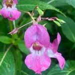 Impatiens glanduliferaKvet