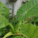 Colocasia esculentaLapas