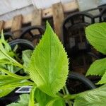 Solidago flexicaulis Blad