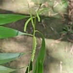 Acacia auriculiformis പുഷ്പം