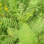 Sesbania herbacea Leaf