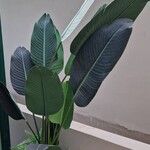 Strelitzia nicolai Φύλλο