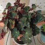 Begonia heracleifolia 叶