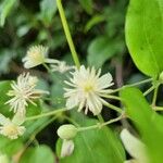 Clematis vitalba花