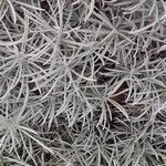 Helichrysum italicum Blad