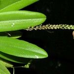 Scaphosepalum microdactylum List