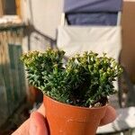 Euphorbia susannae Feuille