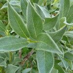 Salix lapponum Yaprak