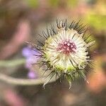 Scabiosa lucida Fruit