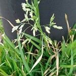 Poa annua 整株植物