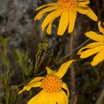 Arnica montana Flower