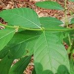 Morinda lucida Leaf