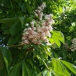 Aesculus hippocastanumFlower