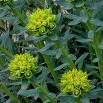 Euphorbia seguieriana 花