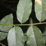 Dalbergia glomerata Leaf