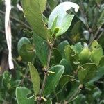 Coffea myrtifolia Leaf