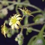 Aichryson parlatorei Flower