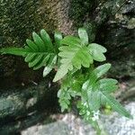 Polypodium cambricum 葉