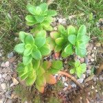 Sedum kimnachii Leaf