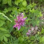 Trifolium lupinaster Beste bat