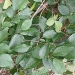 Ulmus davidiana Leaf