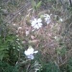 Silene latifoliaFloare