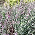 Teucrium × lucidrys Costuma