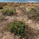 Limonium bellidifolium Habitus