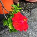 Hibiscus rosa-sinensisFlower