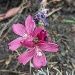 Sidalcea malviflora Flor