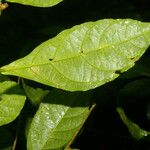 Adelia triloba Leaf