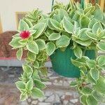 Mesembryanthemum cordifolium cv. 'Variegata' Lapas