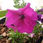 Petunia × atkinsiana Kvet