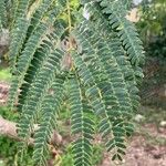 Albizia harveyi Лист