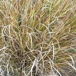 Carex testacea List