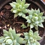 Graptopetalum macdougallii Leaf