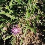 Centaurea asperaLeht