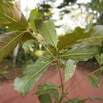 Terminalia ivorensis Yaprak