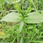 Spigelia anthelmia Leaf