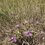 Machaeranthera tanacetifolia Blomst