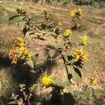 Calea urticifolia Costuma