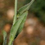 Camelina microcarpa Bark