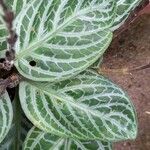 Chamaeranthemum beyrichii Hoja