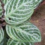 Chamaeranthemum beyrichii 葉