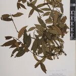 Euonymus echinatus Other