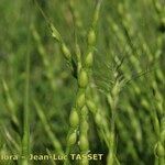 Aegilops ventricosa Fula