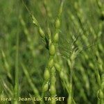 Aegilops ventricosa Flower