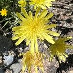 Scorzonera aristata Blüte